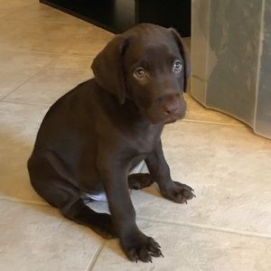 Meet your Posher, Ceci